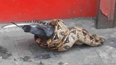 Snake found eating a pigeon on a busy London street