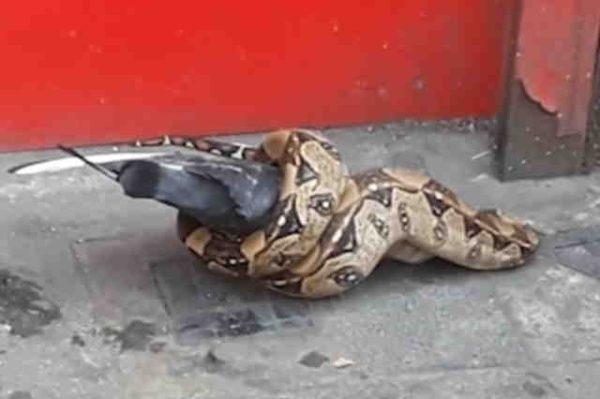 Snake found eating a pigeon on a busy London street