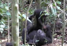 A chimpanzee plays with his baby, It's a good moment of voluptuous comfort