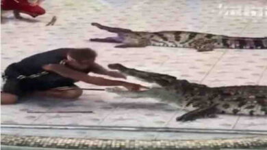A performance with live crocodiles doesn't end well
