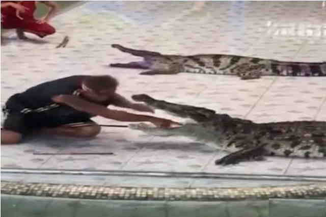 A performance with live crocodiles doesn't end well