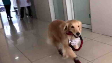 Golden Retriever Thinks Vet’s Office Is A Playground By Video