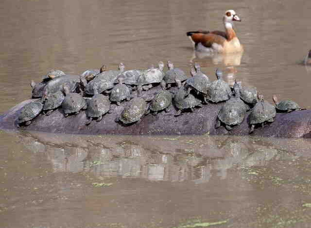 Dozens of turtles had ambushed a giant hippopotamus when he made a little dive